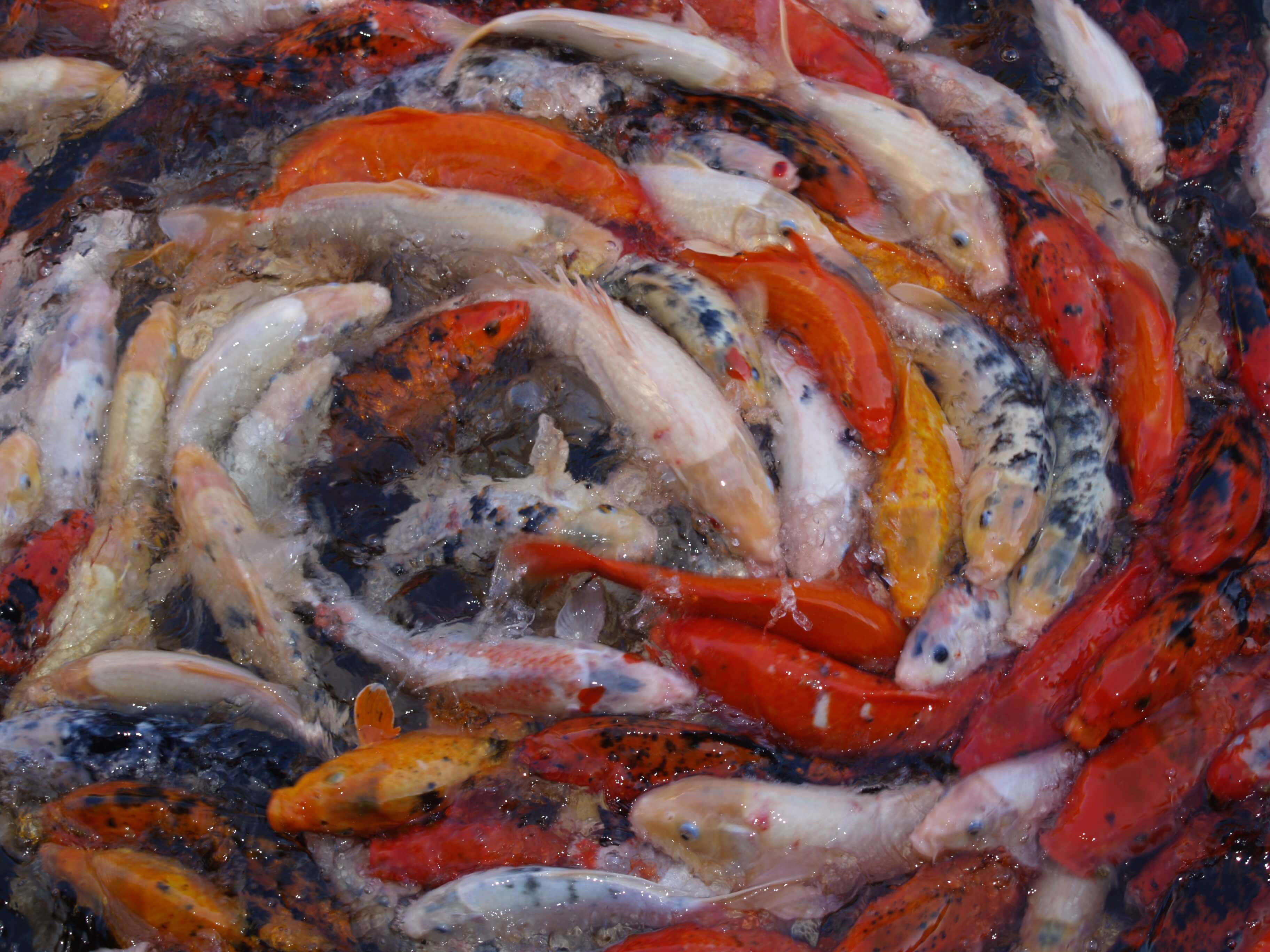 Lora Parque Dec 2007 11 