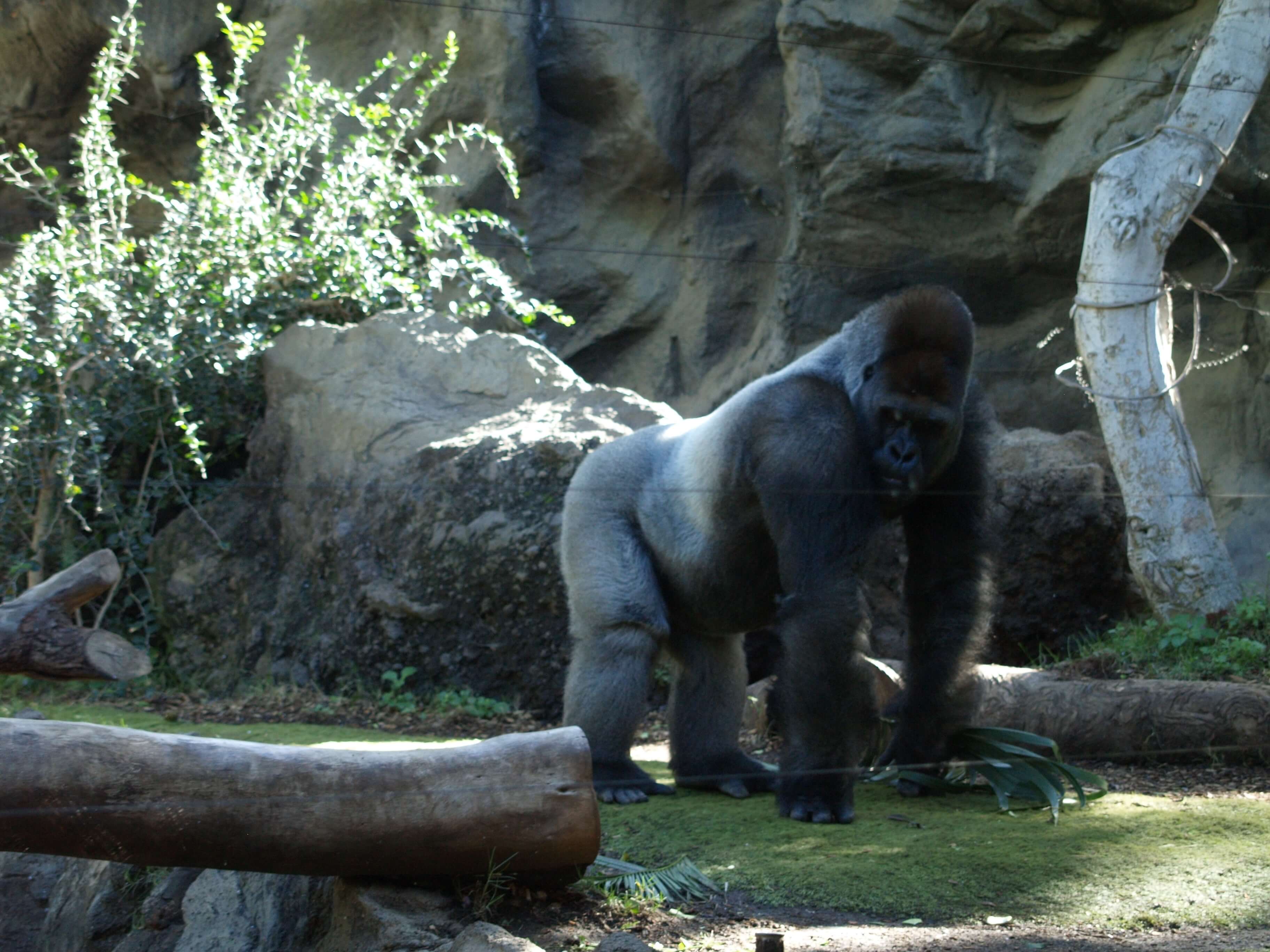 Lora Parque Dec 2007 19 