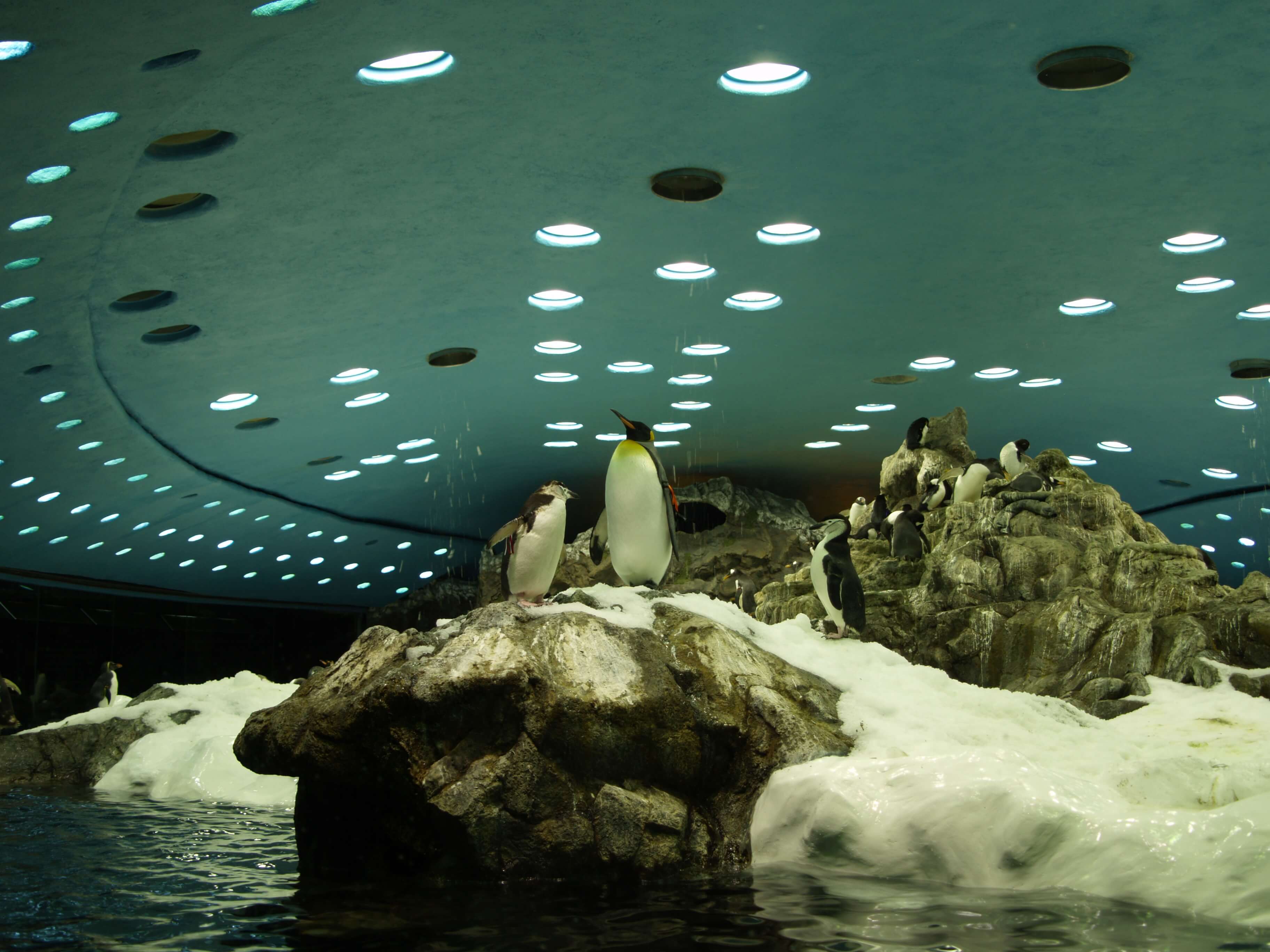 Lora Parque Dec 2007 40 