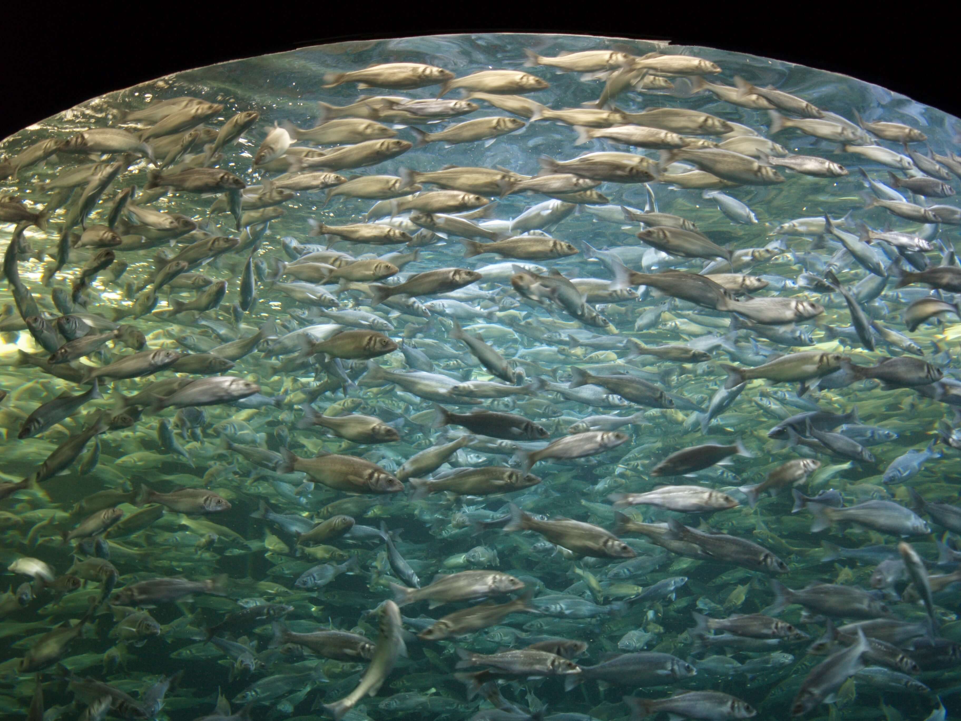 Lora Parque Dec 2007 53 