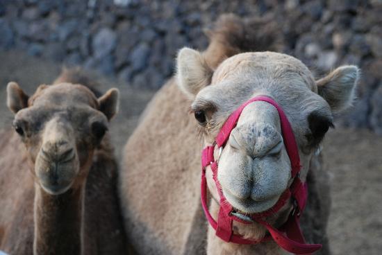 2 Friendly Camels Camel Park