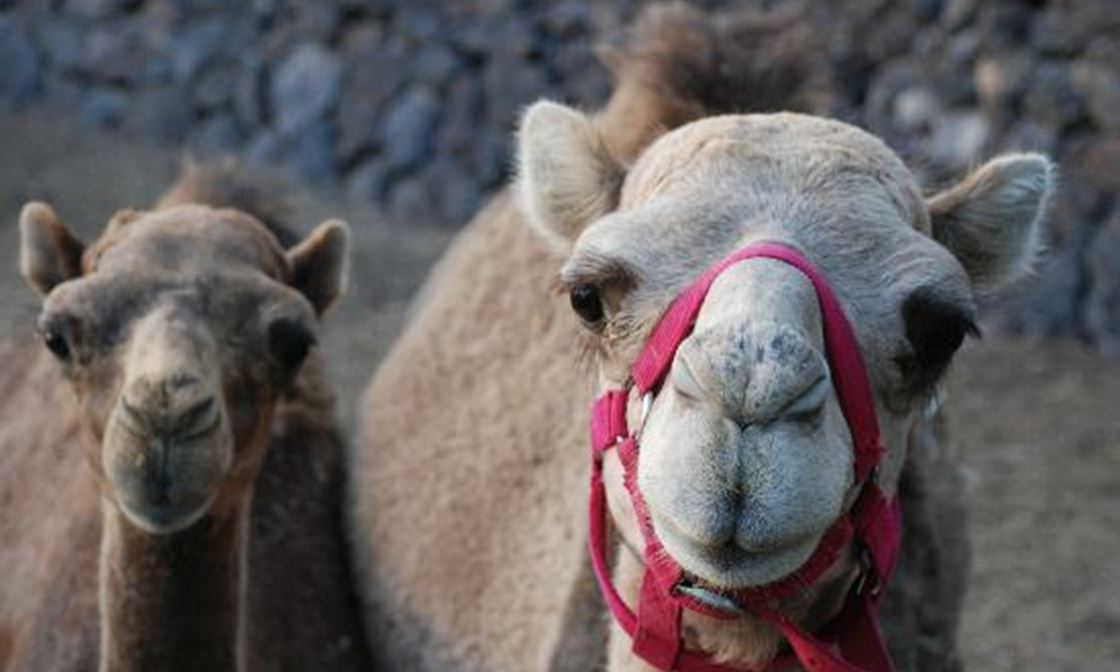 2 Friendly Camels Camel Park
