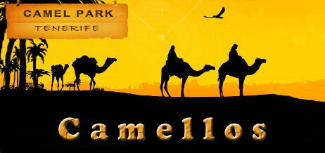 Camellos 02