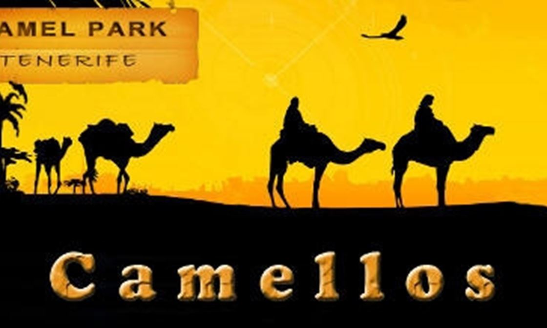 Camellos 02