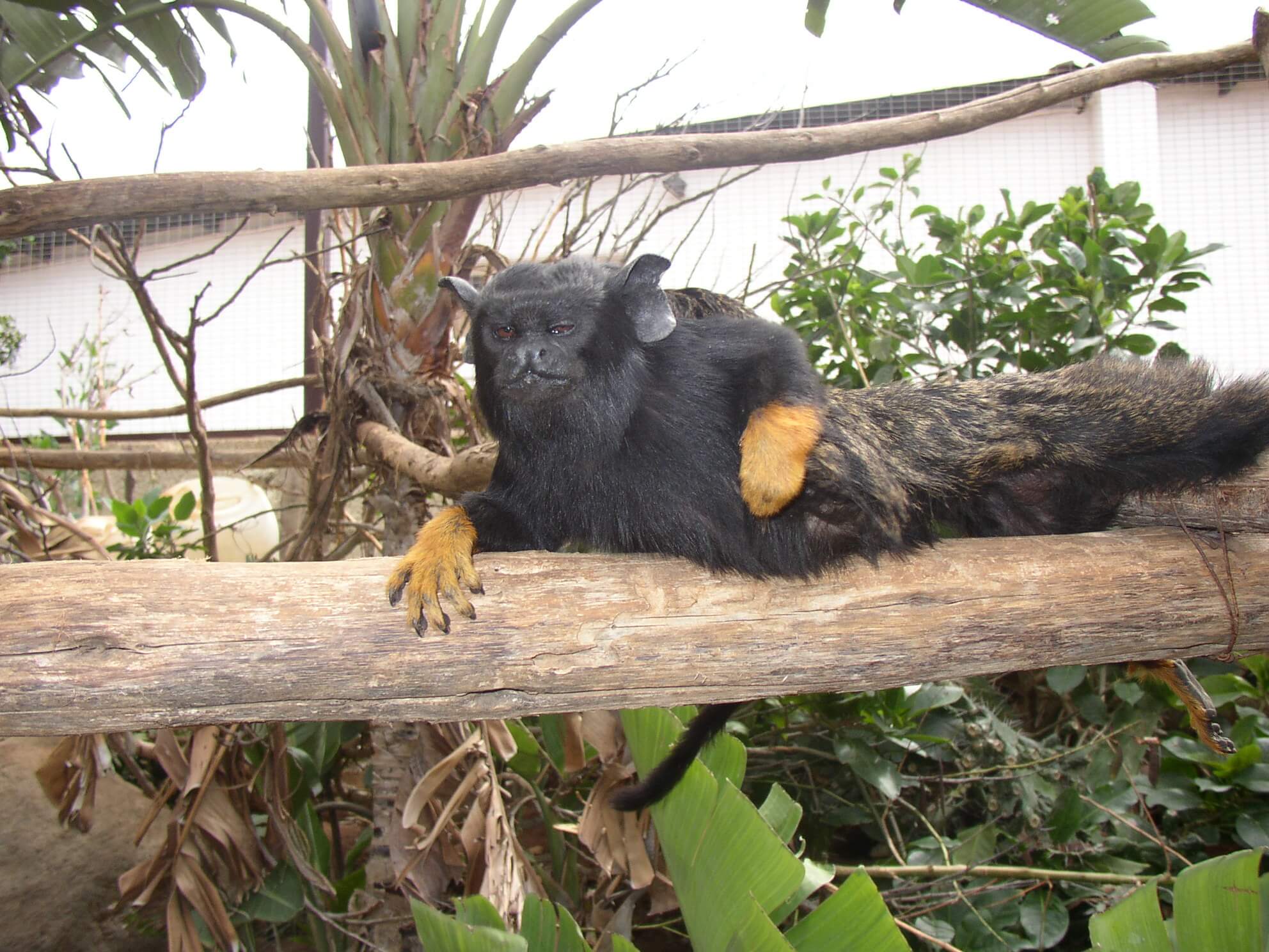 Family Monkey Park Feb 04 1 27 